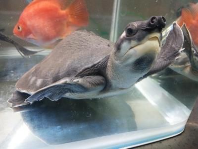 猪鼻龟市场价格行情：水族展览会猪鼻龟价格