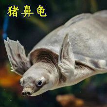 猪鼻龟市场价格行情：水族展览会猪鼻龟价格 猪鼻龟百科 第8张