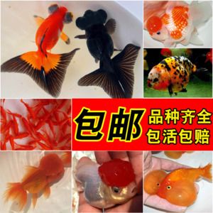 金龙鱼承受最高温度：关于金龙鱼的问题 水族问答 第2张