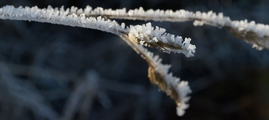 如何判断雷龙鱼繁殖成功：如何判断雷龙鱼繁殖是否成功 龙鱼百科 第5张