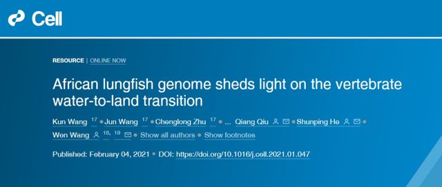 金龙鱼吃多少虾肉合适：金龙鱼吃多少虾肉合适？ 水族问答 第2张