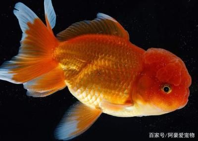 金龙鱼吃多少小鱼合适：金龙鱼喂养指南 水族问答