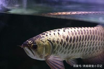 金龙鱼吃多少鱼食合适：金龙鱼一天要吃几次鱼食？ 水族问答 第2张