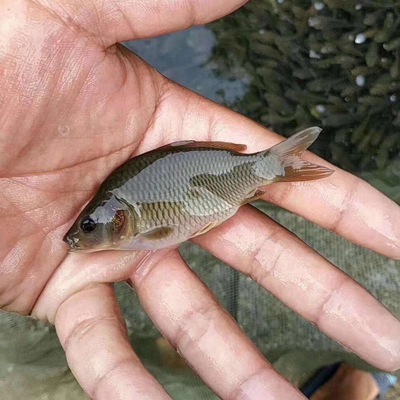 六角恐龙鱼喂饲料好还是喂活食好：六角恐龙鱼的喂养技巧 龙鱼百科 第5张