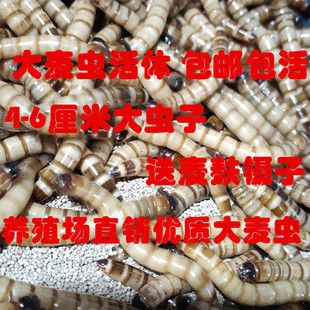 金龙鱼饲料价格对比分析：金龙鱼饲料价格对比 金龙鱼百科 第3张