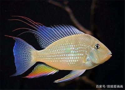 金龙鱼吃金鱼好不好：专家建议金龙鱼的饮食应多样化 水族问答 第2张