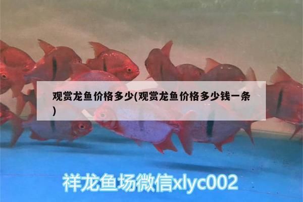 龙鱼价格多少一条：龙鱼的价格因种类、体型、体型、颜色和健康状况等因素而异 龙鱼百科 第4张