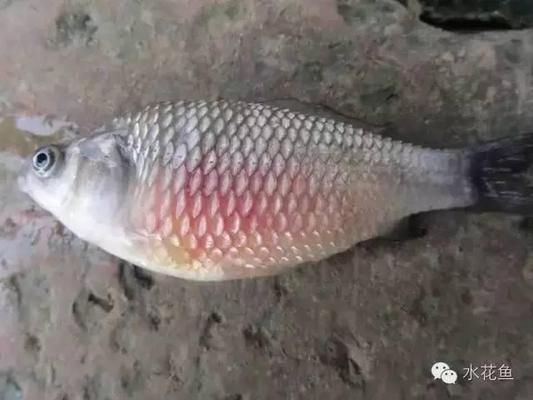 金龙鱼吃泥鳅好吗：金龙鱼可以吃泥鳅吗？ 水族问答 第2张