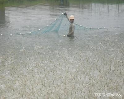 金龙鱼吃蚯蚓有什么好处：金龙鱼为什么喜欢吃蚯蚓？ 水族问答