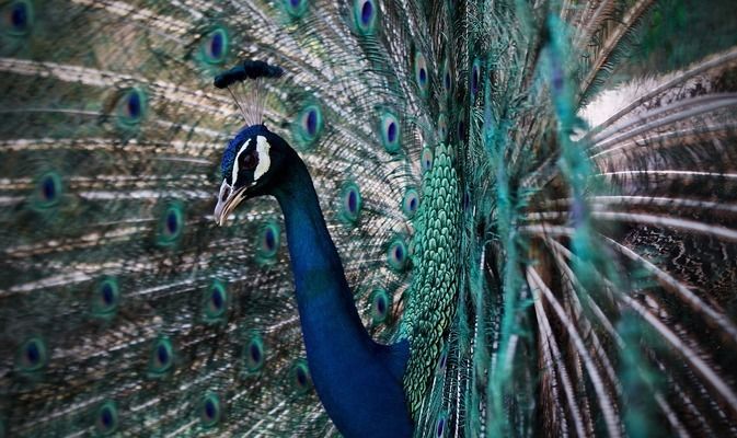 金龙鱼吃肉不：关于金龙鱼吃肉的疑问 水族问答 第1张