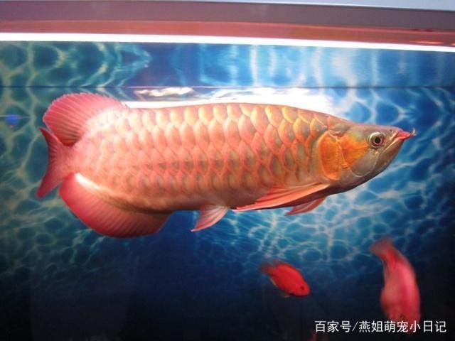 金龙鱼吃啥饲料：关于金龙鱼的一些问题 水族问答 第1张