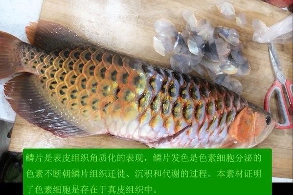 金龙鱼吃啥饲料长得快：关于金龙鱼饲料选择的五个疑问句 水族问答 第1张