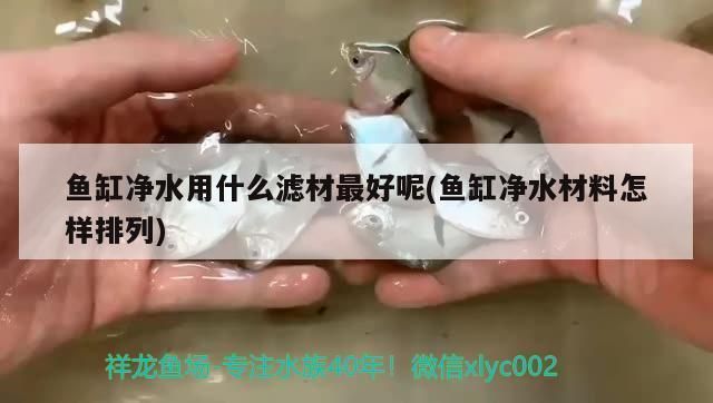 鱼缸滤材什么材料好：如何选择鱼缸滤材 鱼缸百科 第1张