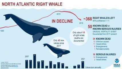 金龙鱼吃什么东西最好：关于金龙鱼的问题 水族问答