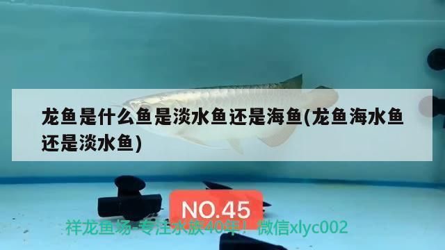 龙鱼海水：龙鱼在海水中的适应性问题 龙鱼百科 第2张