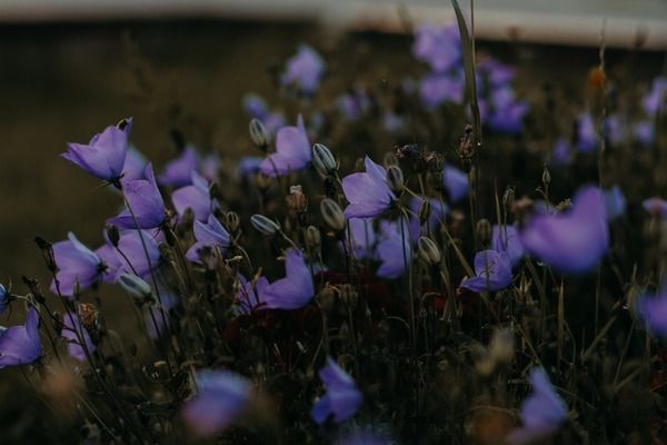 金龙鱼繁殖季节光照控制：金龙鱼的繁殖季节光照控制对于提高其繁殖成功率至关重要 金龙鱼百科 第3张