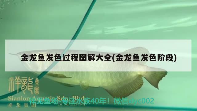 过背金龙鱼发色阶段图：过背金龙鱼发色过程 金龙鱼百科 第1张