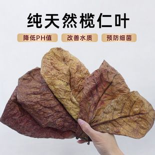 榄茵鱼缸：榄茵鱼缸市场销量趋势分析榄茵鱼缸智能控制功能介绍 鱼缸百科 第2张