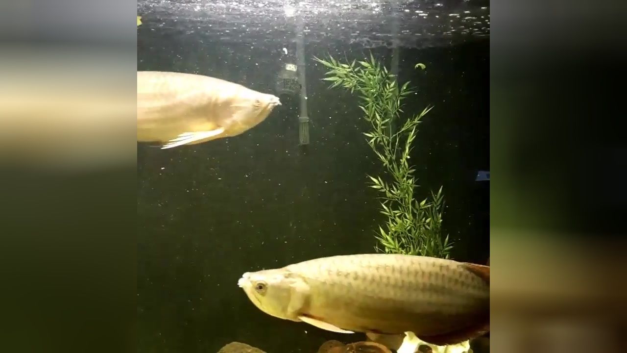 星点金龙鱼幼鱼饲料选择：星点金龙鱼幼鱼人工饲料驯化技巧 金龙鱼百科 第4张