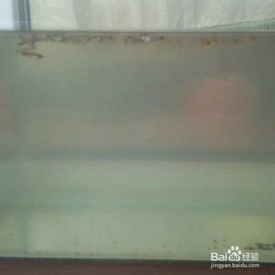 鱼缸的水浑浊怎么办怎么变清：如何解决鱼缸水浑浊的问题 鱼缸百科 第2张