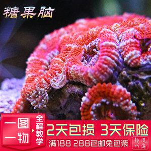 静风听海鱼缸图片欣赏：静风听海玲珑缸生态鱼缸 鱼缸百科 第4张