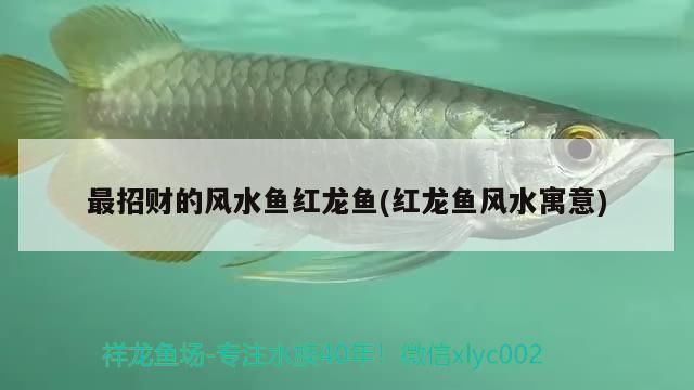 最招财的风水鱼红龙鱼有哪些：红龙鱼风水摆放位置,红龙鱼市场价值分析