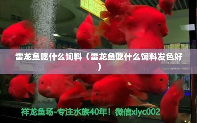 雷龙鱼吃什么饲料最便宜：探索雷龙鱼的营养需求与经济饲料选择 龙鱼百科 第1张