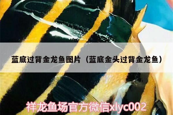 蓝底过背金龙鱼价格及图片：蓝底过背金龙鱼价格5000元以上不封顶 金龙鱼百科 第2张