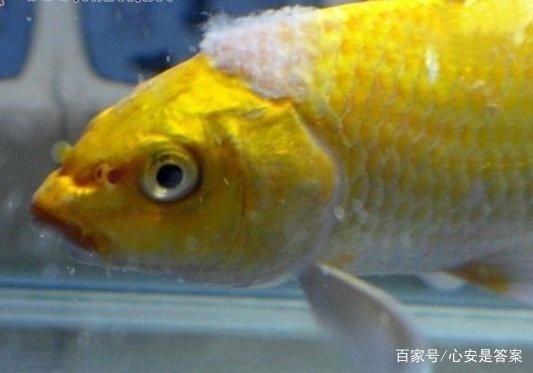 金龙鱼出生多大：关于金龙鱼的一些疑问句 水族问答 第2张