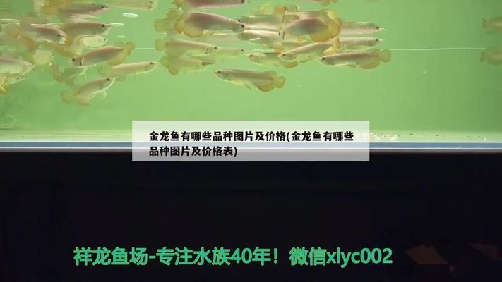 15cm过背金龙鱼的价格是多少钱 金龙鱼百科 第1张