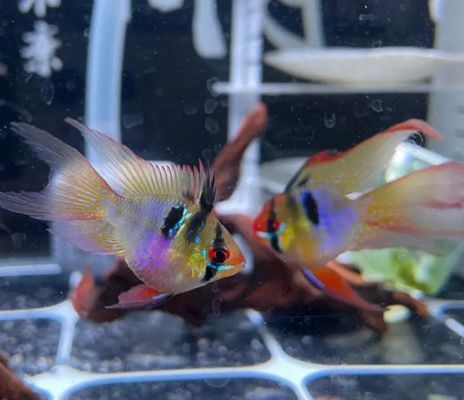 金龙鱼纯香和特香的区别在哪 水族问答 第2张