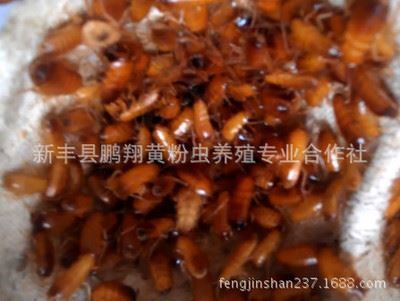 龙鱼饲料添加剂效果：龙鱼饲料添加剂使用技巧龙鱼饲料添加剂的使用技巧 龙鱼百科 第1张