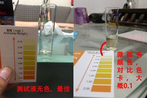 鱼缸氨氮检测频率建议：关于鱼缸氨氮检测频率建议 鱼缸百科 第5张