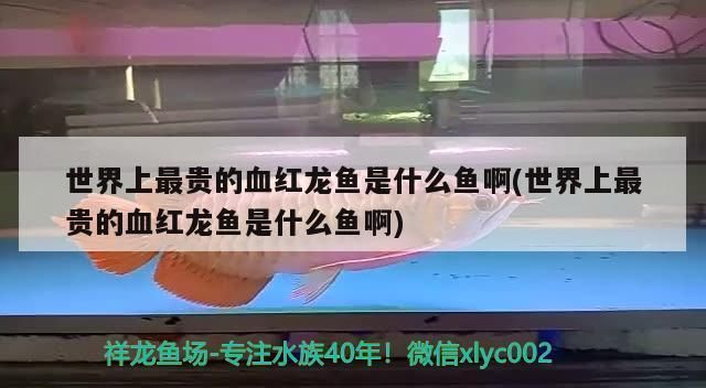 最贵的血红龙鱼是什么鱼：世界上最贵的血红龙鱼——血红龙鱼 红龙鱼百科 第2张