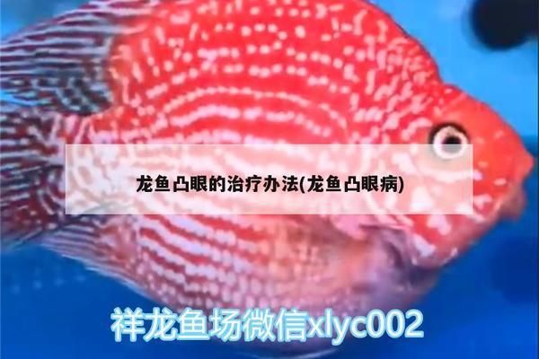 龙鱼眼上长白膜用什么药治好：龙鱼水质改善的具体措施 龙鱼百科 第4张