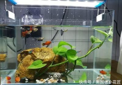 适合鱼缸上养殖的植物：几种适合在鱼缸上养殖的植物 鱼缸百科 第1张