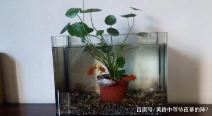 适合鱼缸上养殖的植物：几种适合在鱼缸上养殖的植物 鱼缸百科 第4张