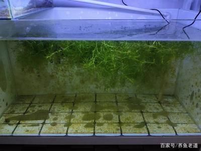 鱼缸内水草种植技巧：水草灯选择与使用指南,水草种子发芽周期观察，鱼缸水质维护方法 鱼缸百科 第2张