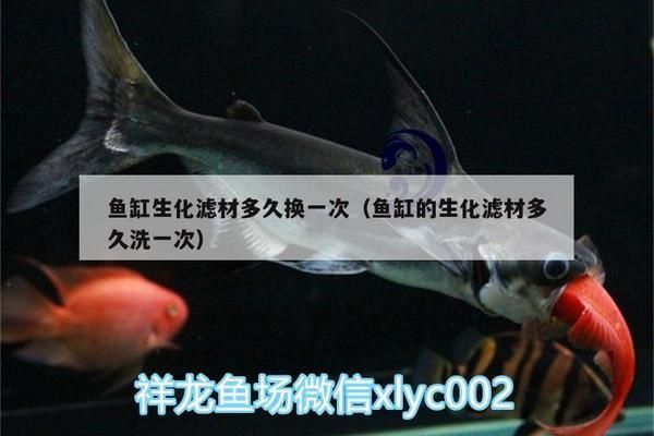 鱼缸生化滤材更换周期：如何判断鱼缸生化滤材的更换周期 鱼缸百科 第2张