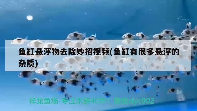 胭脂孔雀龙鱼饲料自制技巧：胭脂孔雀鱼饲料自制技巧 龙鱼百科 第4张