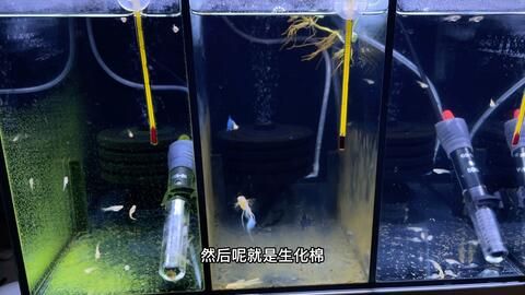 鱼缸过滤系统选择技巧：鱼缸过滤器的挑选技巧 鱼缸百科 第5张