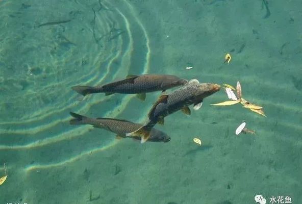 金龙鱼代表什么数字：金龙鱼代表的数字在哪些地方被使用？ 水族问答 第2张