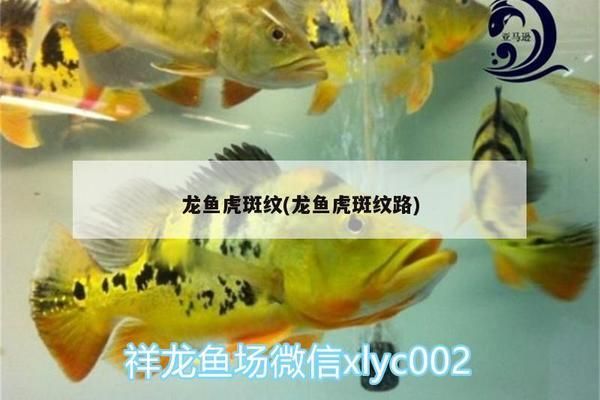 龙鱼虎斑纹路：如何辨别龙鱼的虎斑纹路 龙鱼百科 第1张