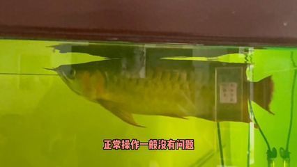 金龙鱼稻谷鲜生优缺点 水族问答 第1张