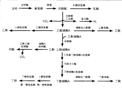 金龙鱼稻香贡米：金龙鱼稻香贡米怎么样？ 水族问答 第1张