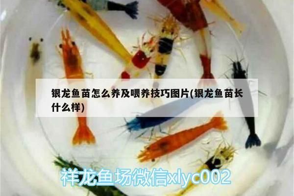 如何判断银龙鱼苗饱腹：如何判断银龙鱼苗的饱腹状态判断方法 龙鱼百科 第5张