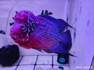 金龙鱼得了蒙眼病怎么办：关于金龙鱼蒙眼病的问题 水族问答 第1张