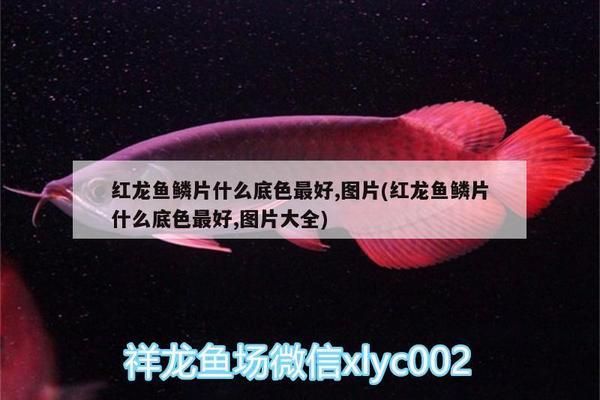 红龙鱼鳞片发紫色 红龙鱼百科 第3张