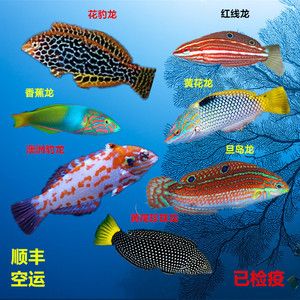 龙鱼之巅海水鱼论谈：《龙鱼之巅》海水鱼饲养技巧分享龙鱼之巅海水鱼论坛 龙鱼百科 第3张