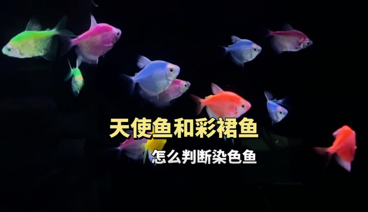 金龙鱼的代言人是谁：-回答金龙鱼的代言人是否有代言其他品牌的经验 水族问答 第1张